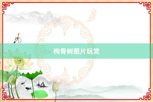 枸骨树图片玩赏